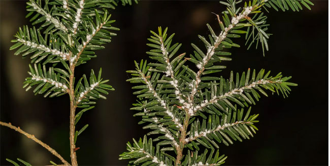 Hemlock Woolly Adelgid (HWA)