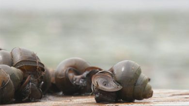 صورة ” Cipangopaludina chinensis ” تتكاثر بمعدل “ينذر بالخطر” في مونتريال